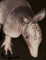 Armadillo