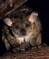 Bushbaby